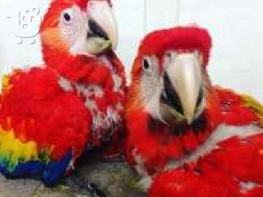 PoulaTo: μωρά παπαγάλος κόκκινο μακάου για 200 €